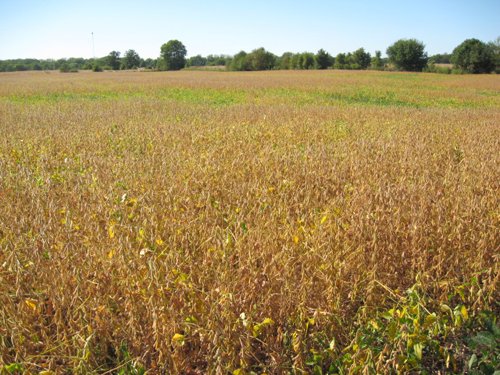 Property photo 32 - 80 Acres Offered in 4 Tracts - Horse Farm